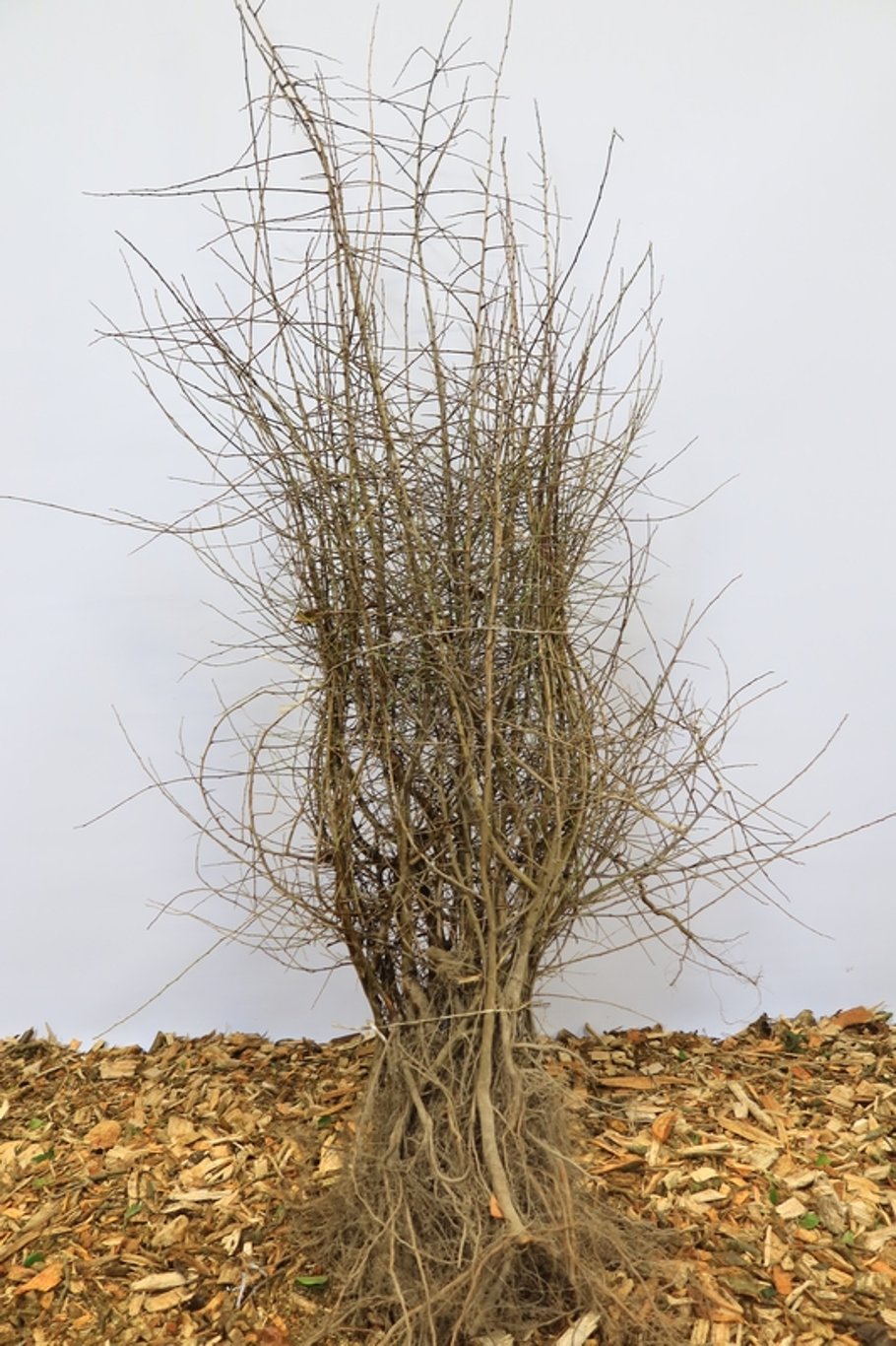 Prunus spinosa - 60-100 CM bare root 1/1
